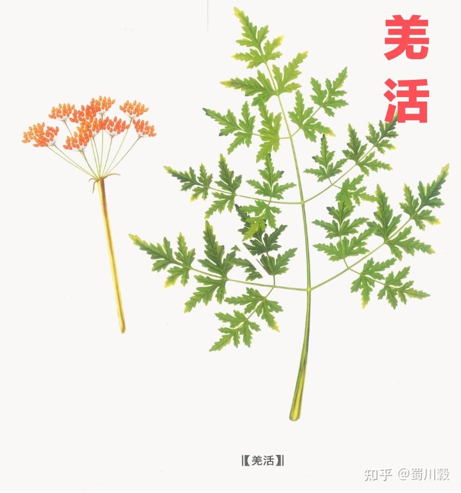 每日一药