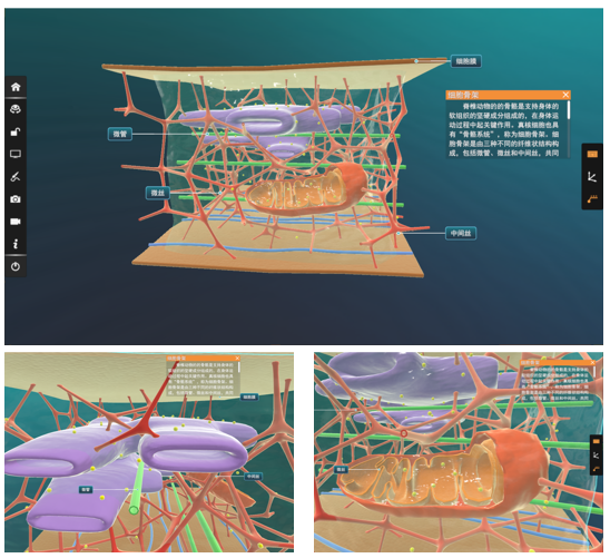 【高中生物】什么是细胞骨架,它的微观结构以及与之对应的功能是怎样的? - 知乎