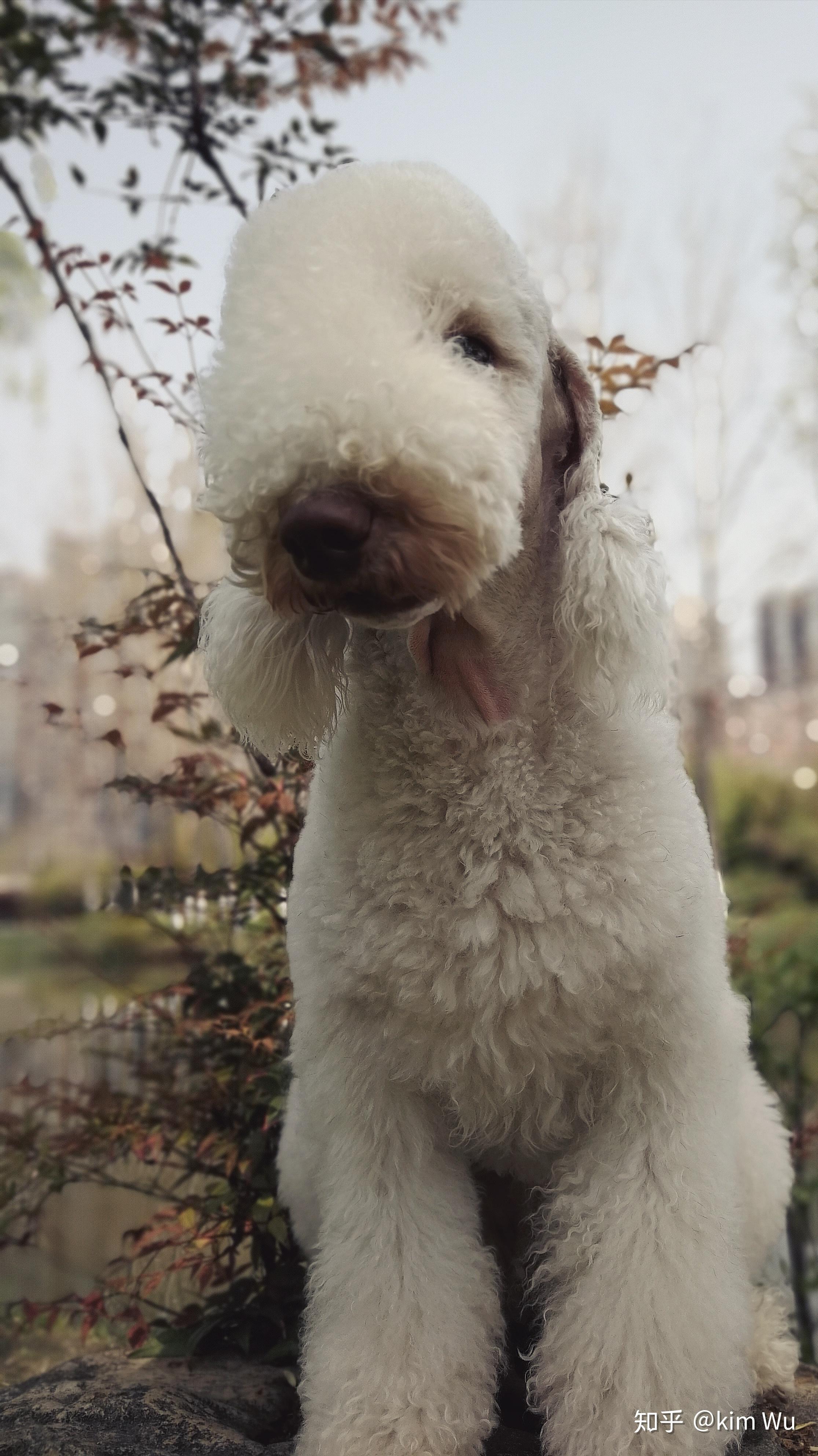 贝灵顿梗怎么样好养吗