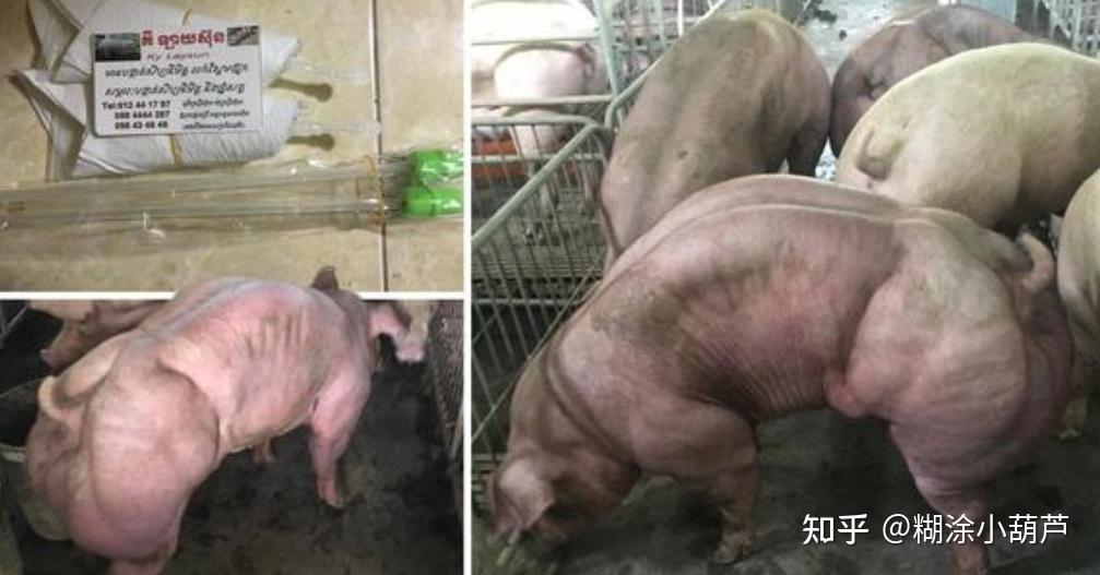 脱口秀称把瘦肉精猪做成肉松卖给大陆后国台办宣布严禁台湾肉制品输入