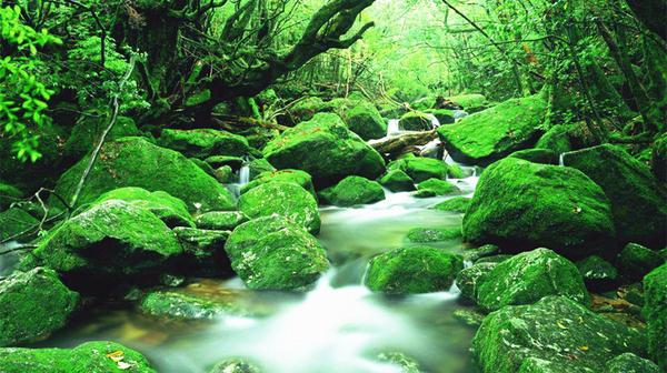 新しいエルメス 世界遺産…神木「太古屋久島・樹齢1000年杉」屋久杉