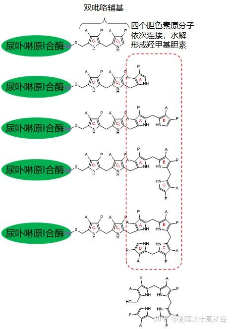 血红素的生物合成四个吡咯环如何连到一起