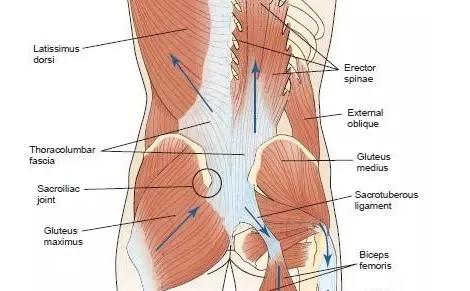 腰背部疼痛的源头可能是胸腰筋膜 知乎