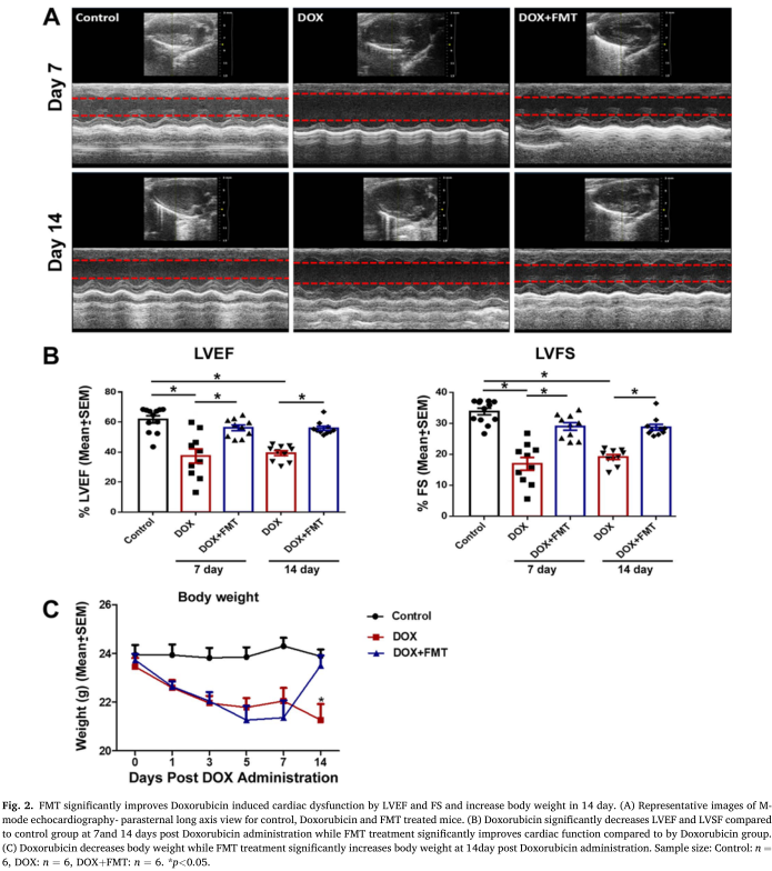 微生物群调节阿霉素诱导的心脏毒性