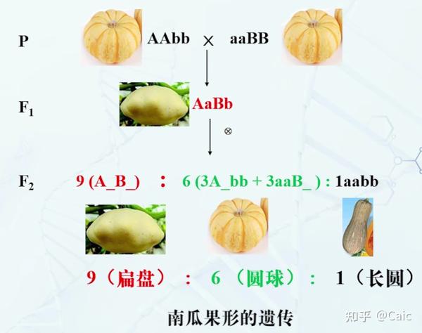 遗传学_3 孟德尔遗传定律 - 知乎