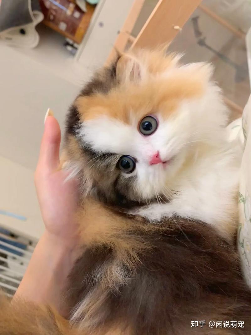 为什么说三花猫是猫界女神？猫界“刘亦菲”是否属实？ - 知乎