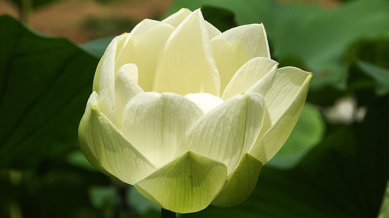 高安莲花小区房价多少钱