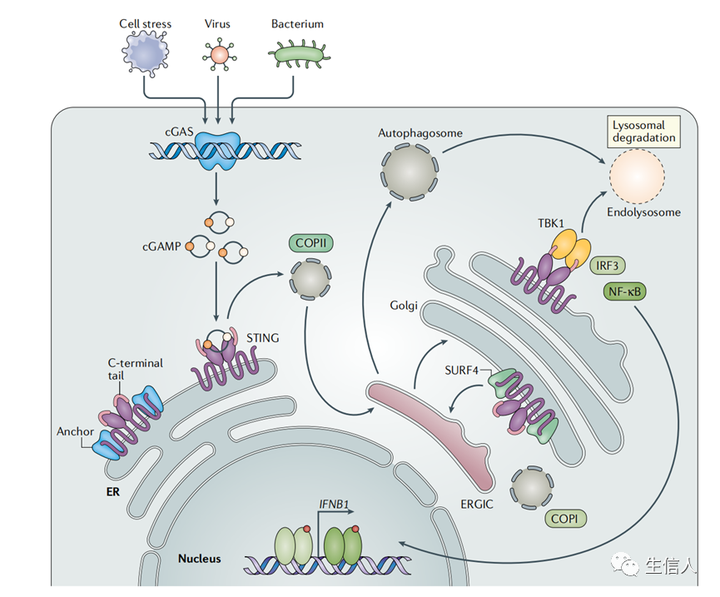 Nature新热点分享：干扰素刺激因子（STING） - 知乎