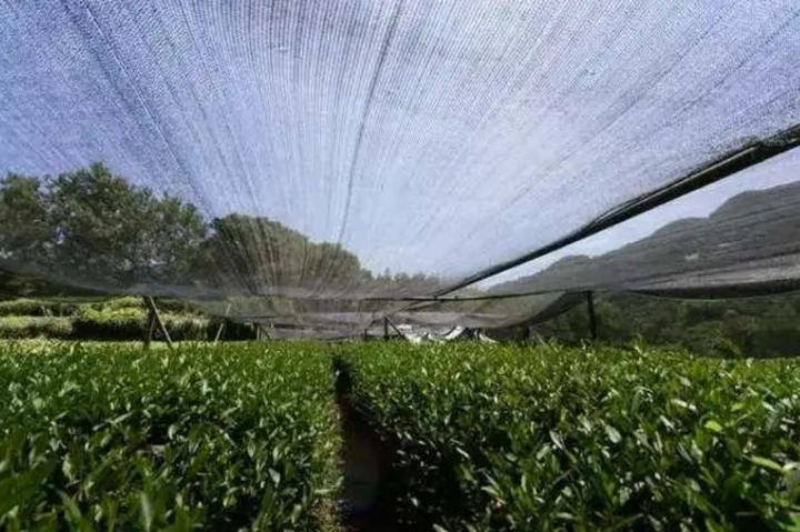 茶园夏季高温干旱怎么办? - 知乎