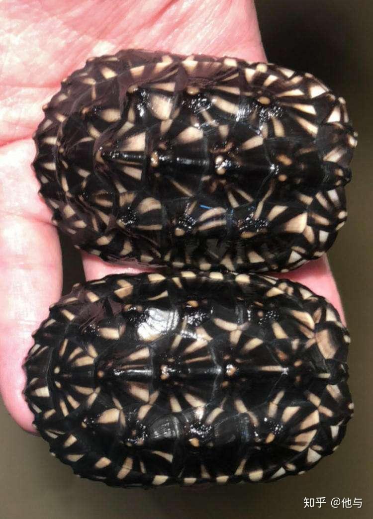 巴西龟头较小,头,颈处布满黄绿相间的纵条纹,眼后有一对红色粗条纹,故