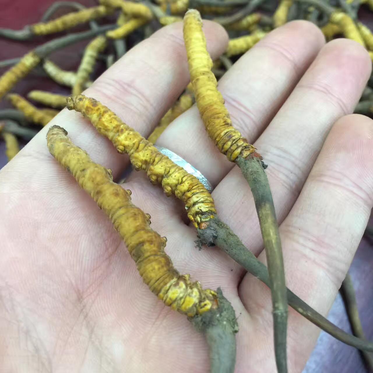 请问这种白色的新鲜虫草有朋友认识吗求科普