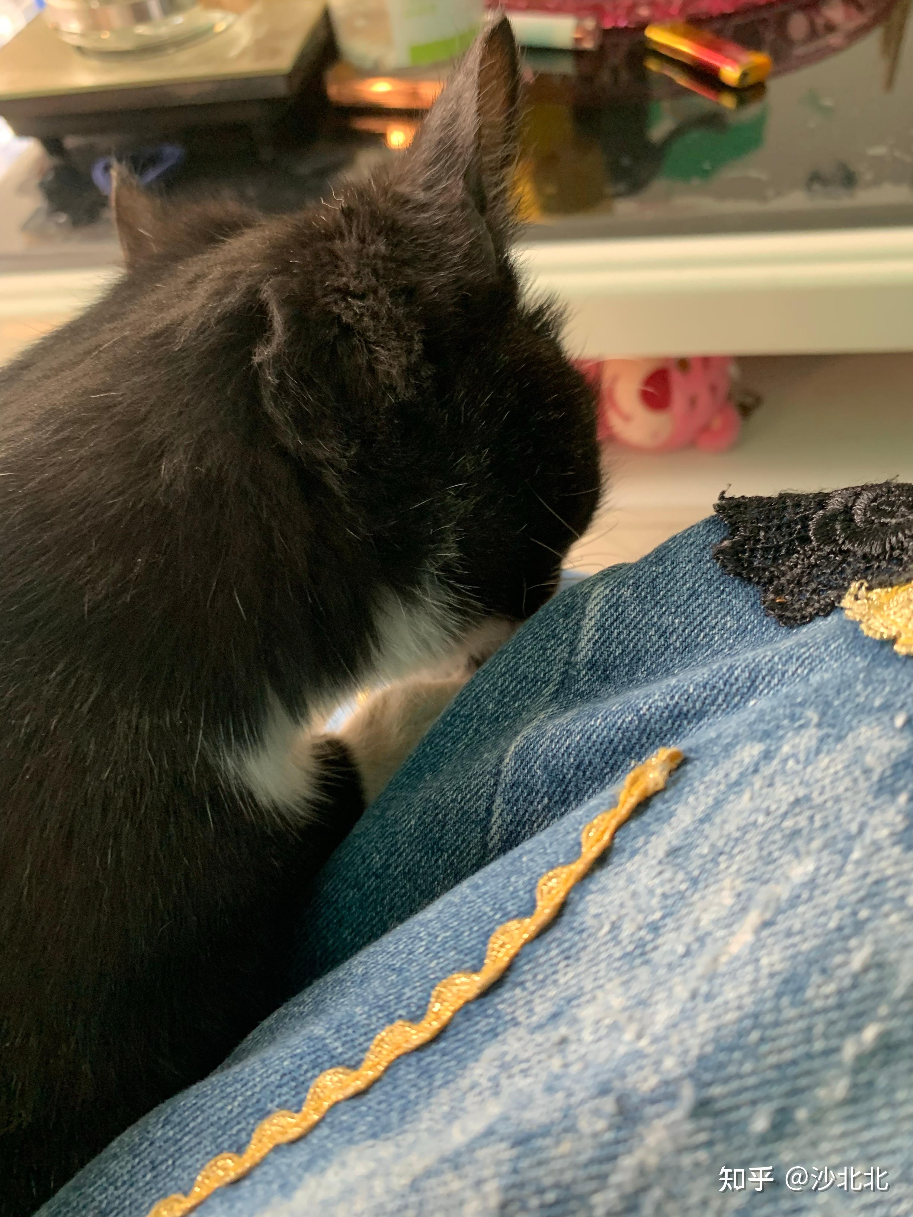 我能看看你家喵喵吗? - 知乎