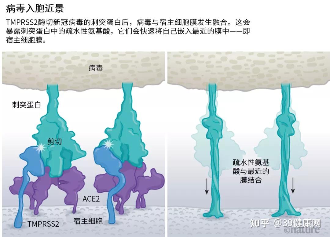 德尔塔病毒为什么这么毒能从生物角度简单科普一下吗