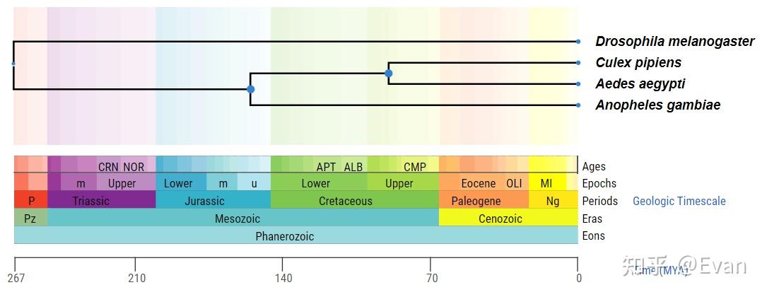 物种分化时间查询工具 - TimeTree - 知乎
