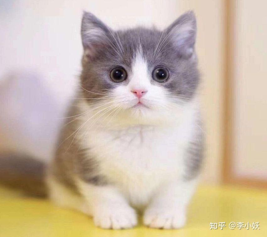 优享资讯 新手最适合养哪种猫
