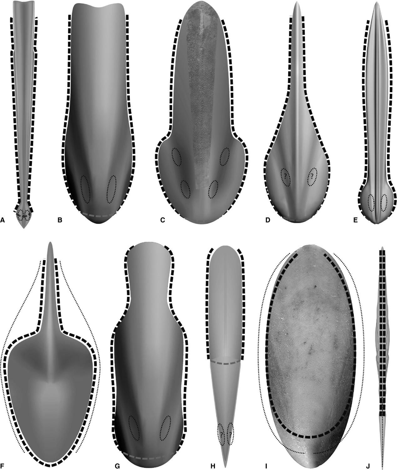 国际最新研究发现迄今最古老章鱼化石,距今 3.3 亿-3.