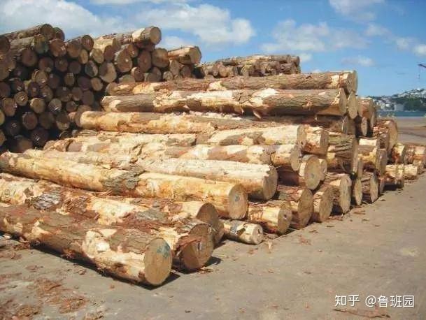 鹅掌楸生长快,耐旱,主要生长在长江流域以南,属于速生树材的一种,对