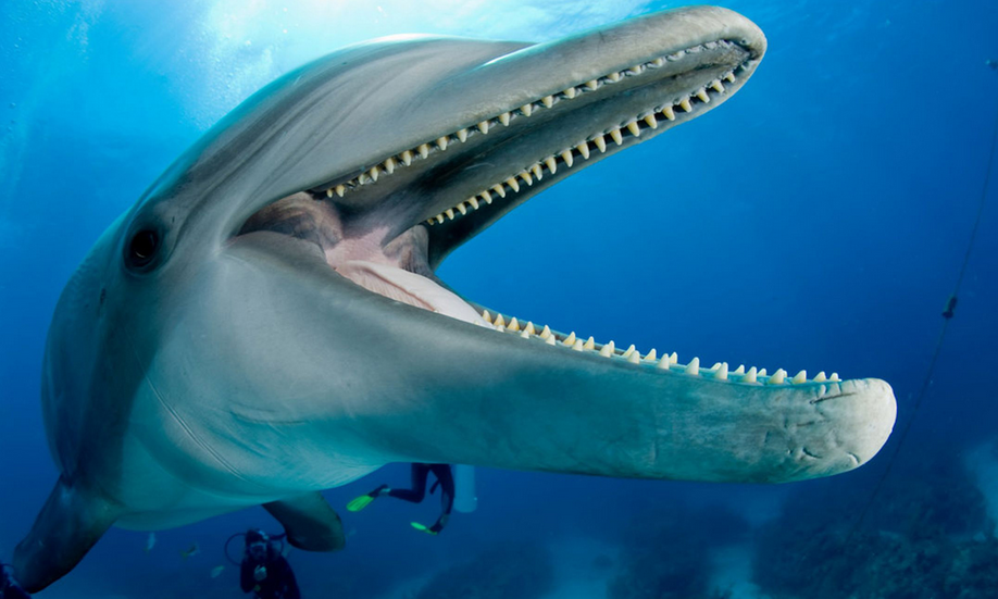 海豚有多少颗牙齿图片