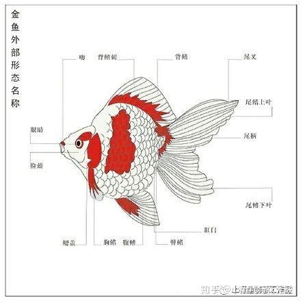 兰寿金鱼饲养技巧图片