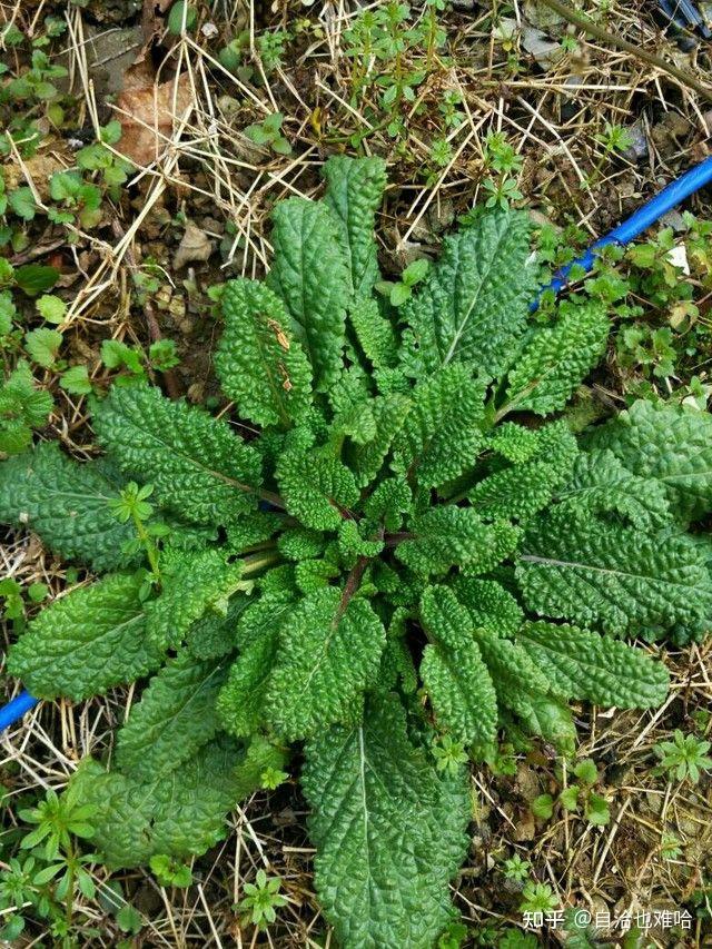 在河南,这些野菜你可认识?