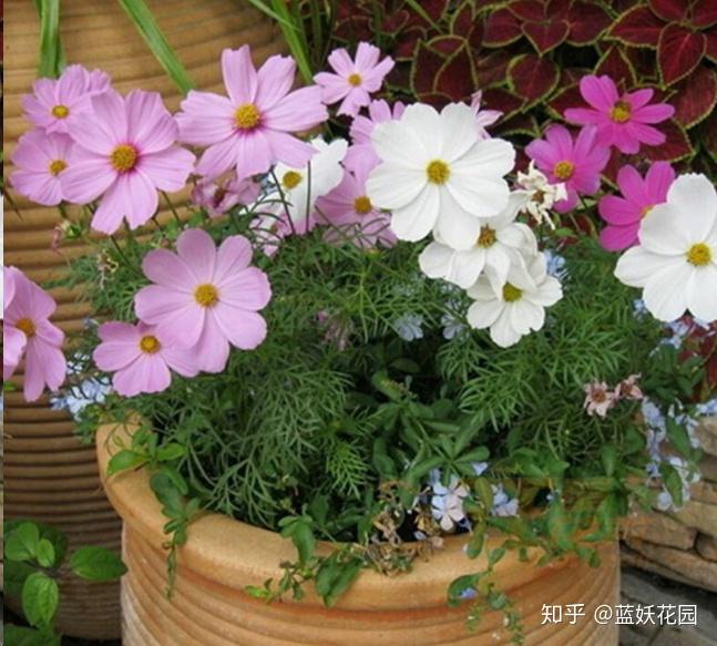 盆栽花卉种植技巧 v2-a7f1a991cba1b5869a14c9bd0758351f_r.jpg