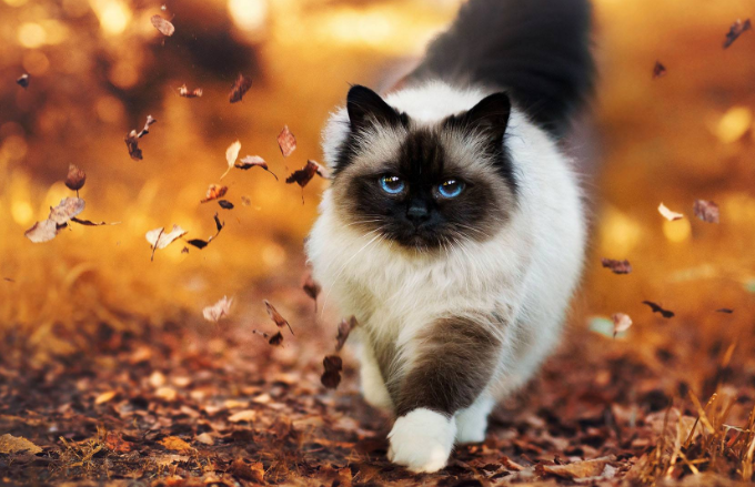 米亚是什么猫 v2-a7fa5bce18e1a5d7ff5461fca42a7fe6_1200x500.jpg