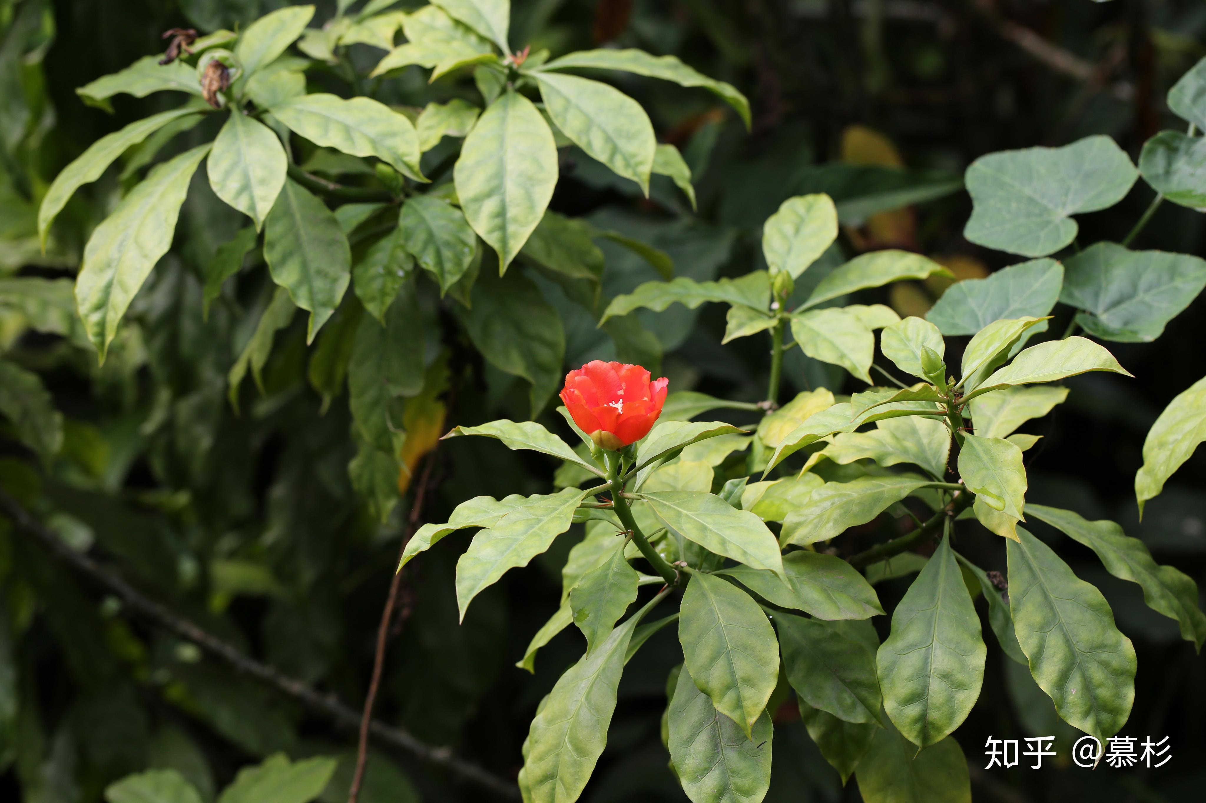 植物缅甸一樱麒麟奇葩说