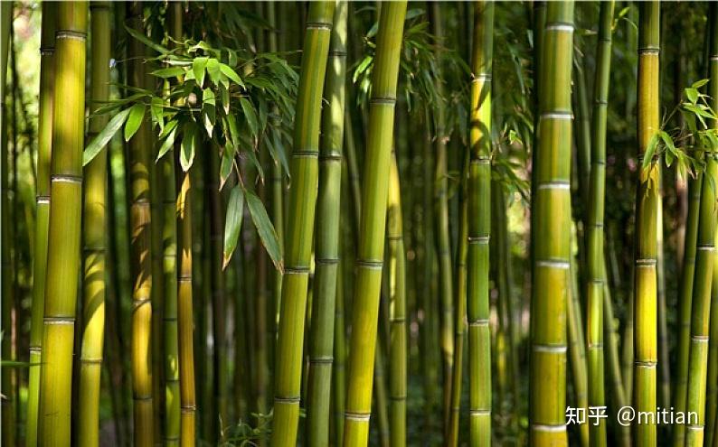 竹类植物识别图鉴(超全),值得珍藏! - 知乎
