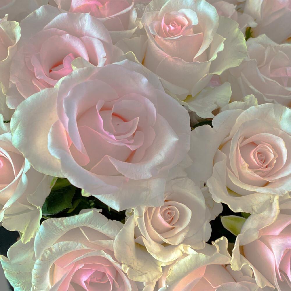 有没有这样关于玫瑰花的微信背景图或者有意境的文字背景图? - 知乎