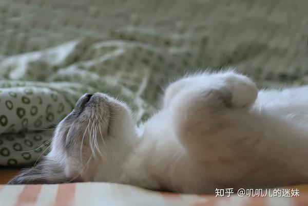 猫咪为什么喜欢睡在脚边 原因意外暖心 知乎