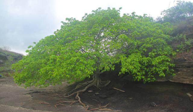 毒番石榴是自然界中最毒的树木之一,也被称为"死亡之树",原生于美国
