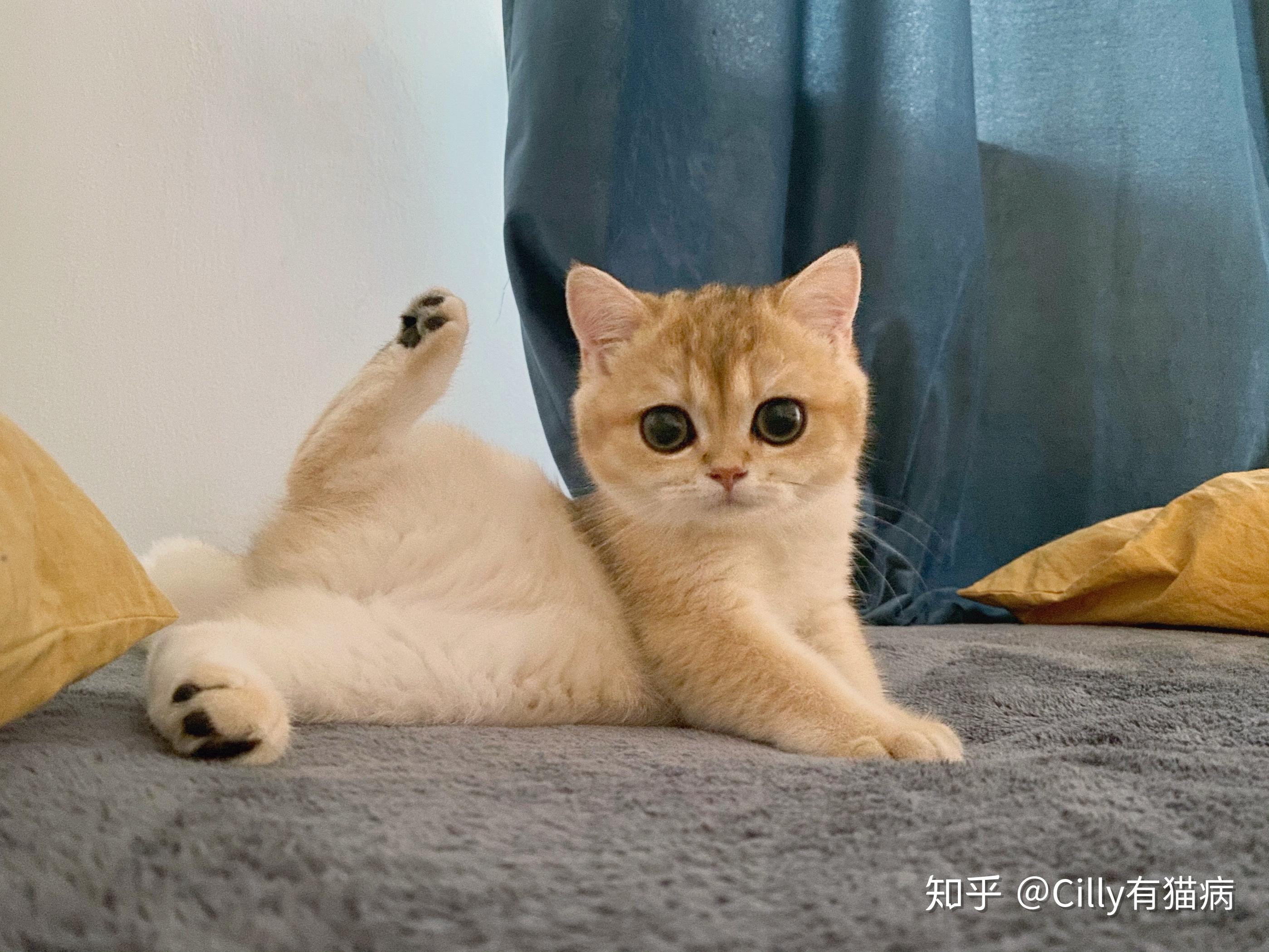 请问养一只金渐层猫是怎样的感觉? - 知乎