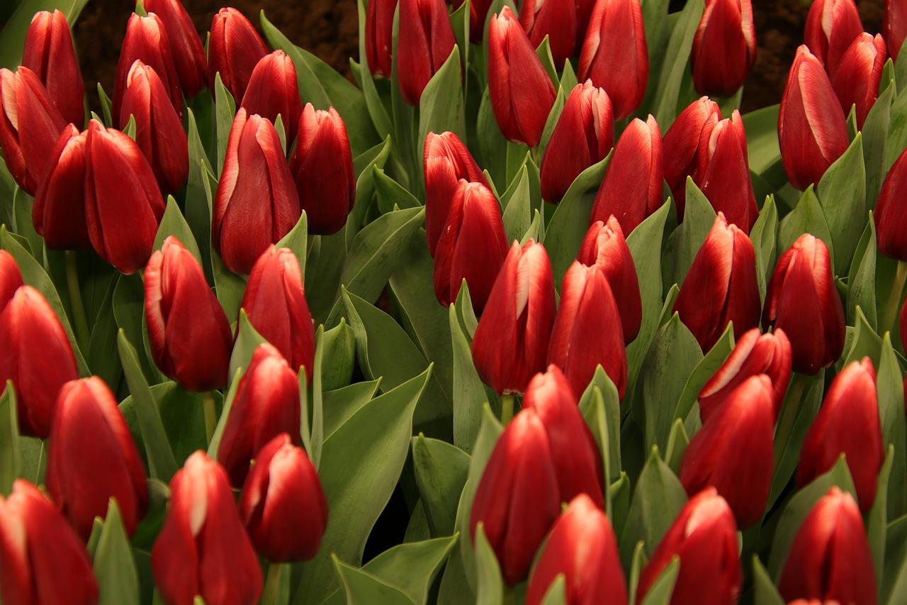 3. 花海畔洋房现房