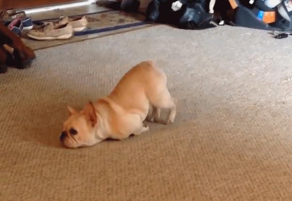 了解狗狗足部小知识 冬季做防护能够事半功倍 知乎