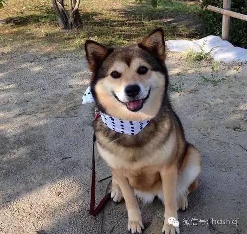 哈士奇与柴犬的混血居然是这样的毫无违和感