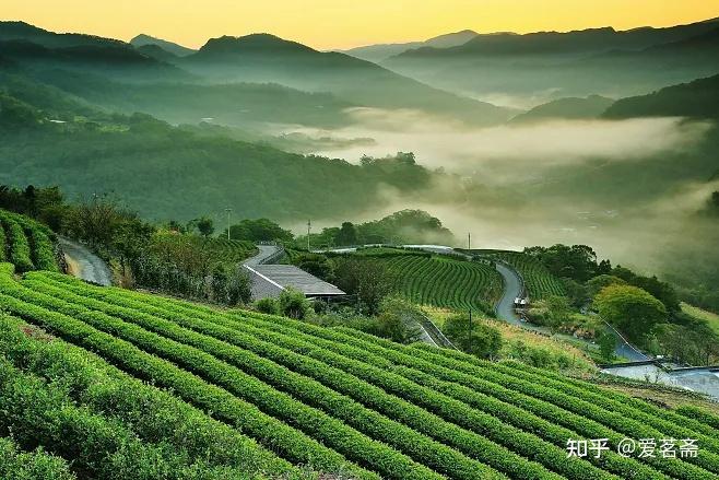 普洱茶三大核心产区—普洱茶区及特点 - 知乎