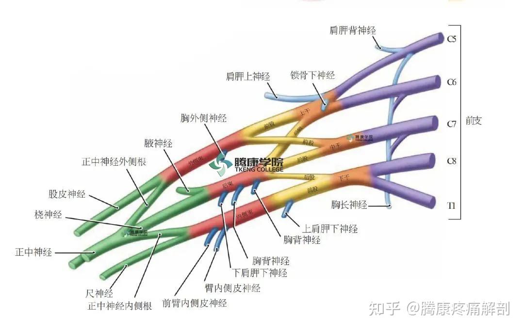 最全!脊神经系统汇总 - 知乎