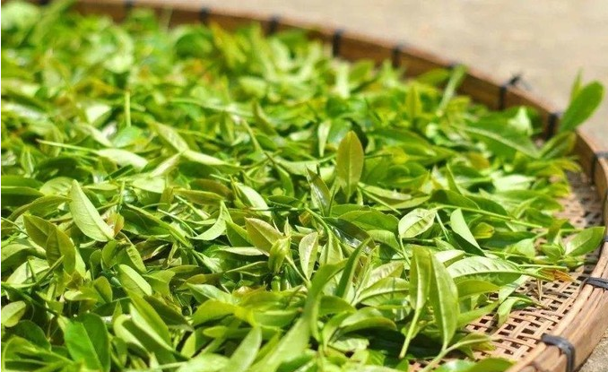 2021年好喝的绿茶推荐攻略(长文)|附绿茶选购技巧、高性价比店铺推荐、饮用事项及存储方法 - 知乎
