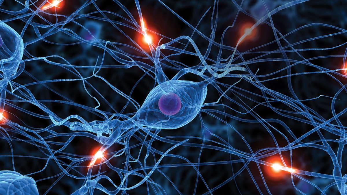 学神经科学的是哪儿想不开 A Brief Introduction To Neuroscience 知乎