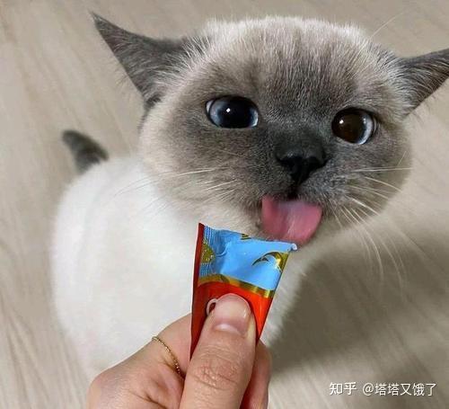 30件养猫好物推荐！新手养猫必看，不踩雷- 知乎