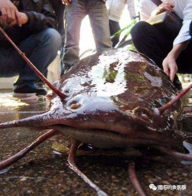 什么鱼不能放生