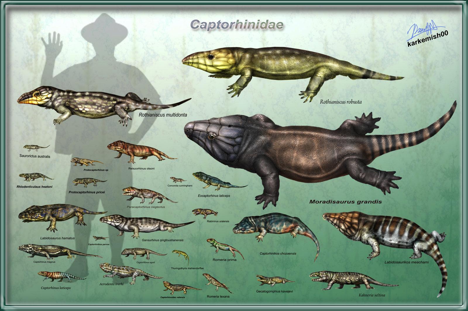 在整个二叠纪,蜥形纲一直生活在合弓纲的阴影之下.