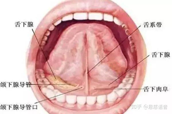 是不是舌頭下面的筋太短?需不需要剪?剪了說話就會好,是吧?