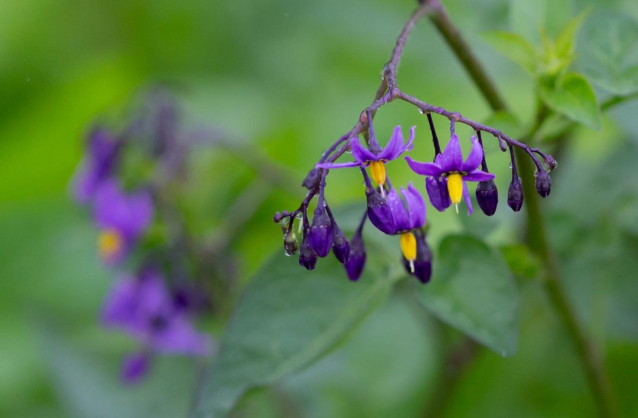3. 樱花品种选择