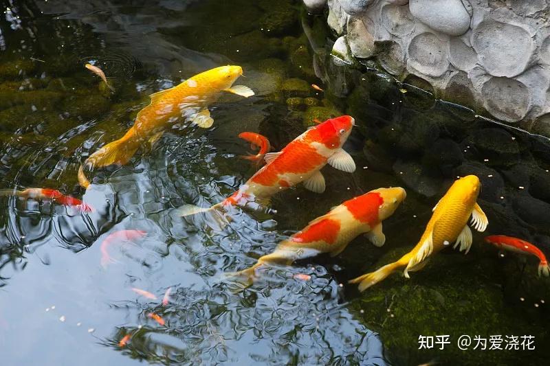十大常见冷水观赏鱼 冷水观赏鱼有哪些 冷水观赏鱼盘点 - 知乎