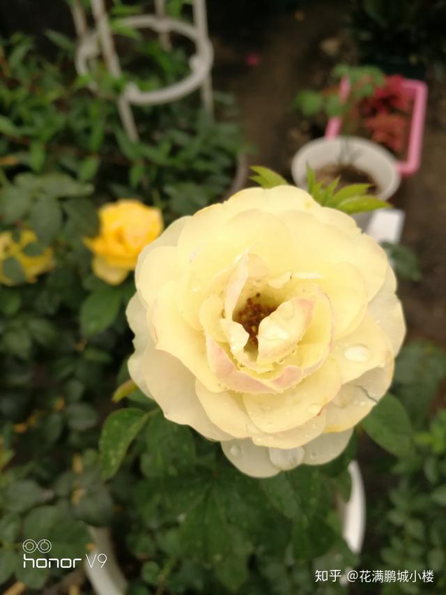 火星王阳台月季金色微月荷兰阳台系列