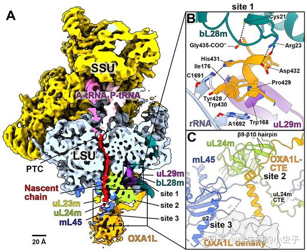研究揭示：线粒体核糖体形成的新机制 - 知乎
