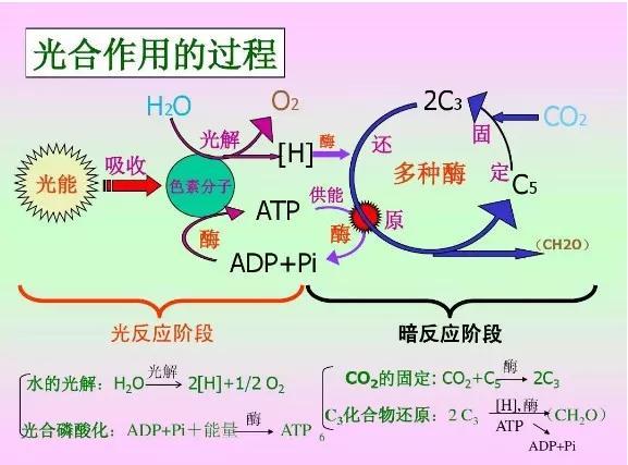在暗反应阶段,二氧化碳会被固定成了碳三(c3)化合物,在之后的一些列