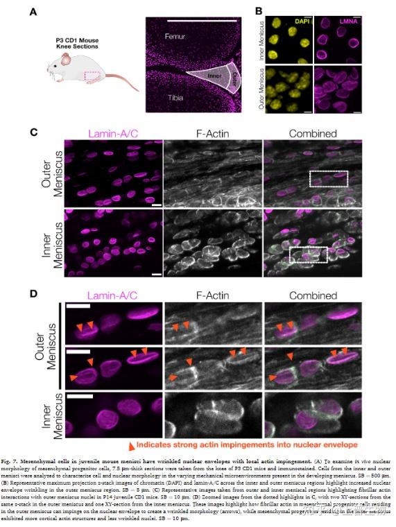 biomaterials2d和3d微环境中的间充质祖细胞机械反应研究