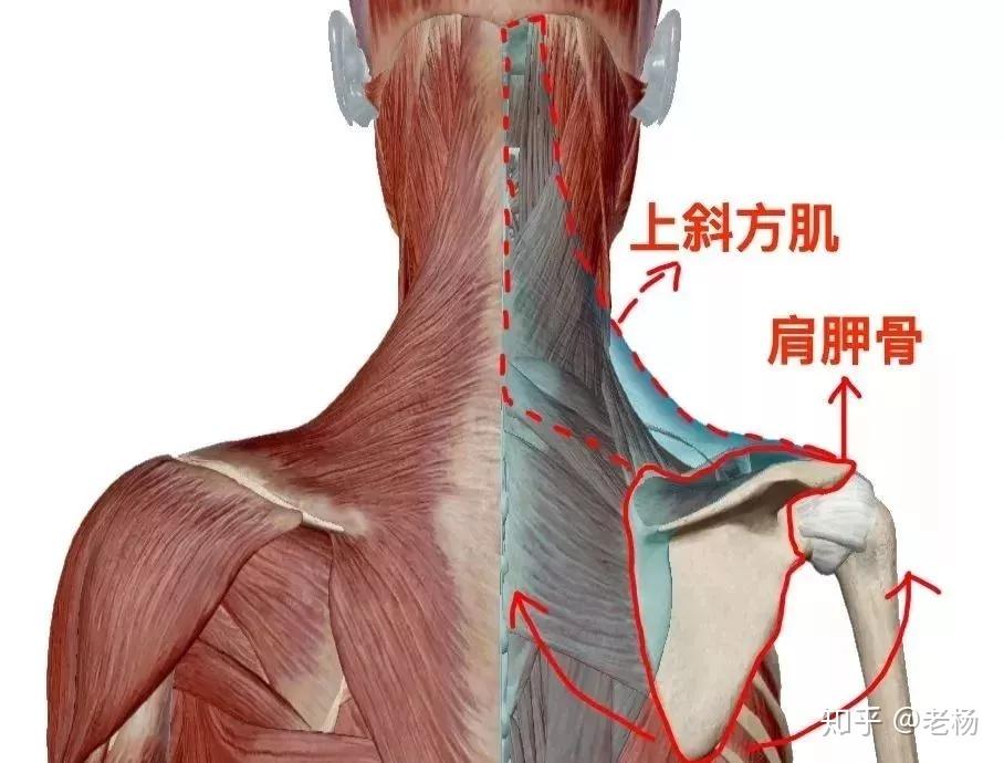 大兄弟變回小仙女高聳入雲的斜方肌要怎樣消除